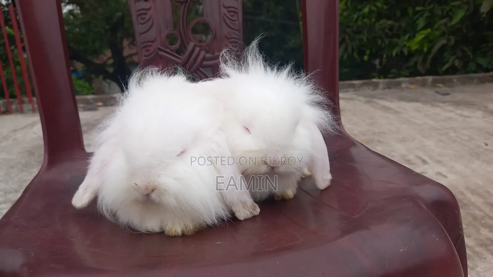 Lion Lop Rabbit