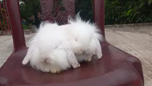 Lion Lop Rabbit