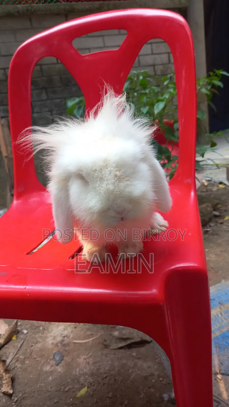 Lion Lop Rabbit
