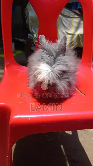 Lion Lop Rabbit