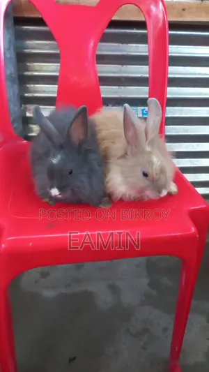 Lion Lop Rabbit