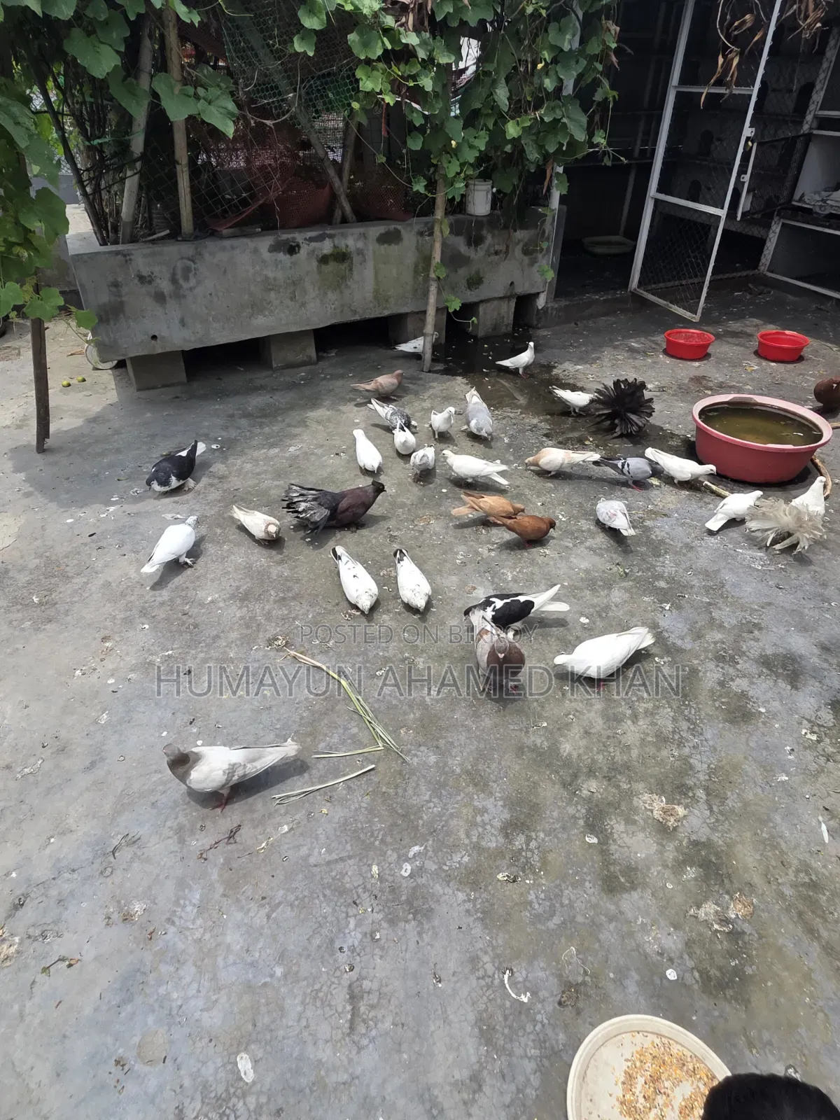কবুতরসহ সম্পূর্ণ সেটআপ