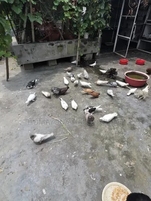 কবুতরসহ সম্পূর্ণ সেটআপ