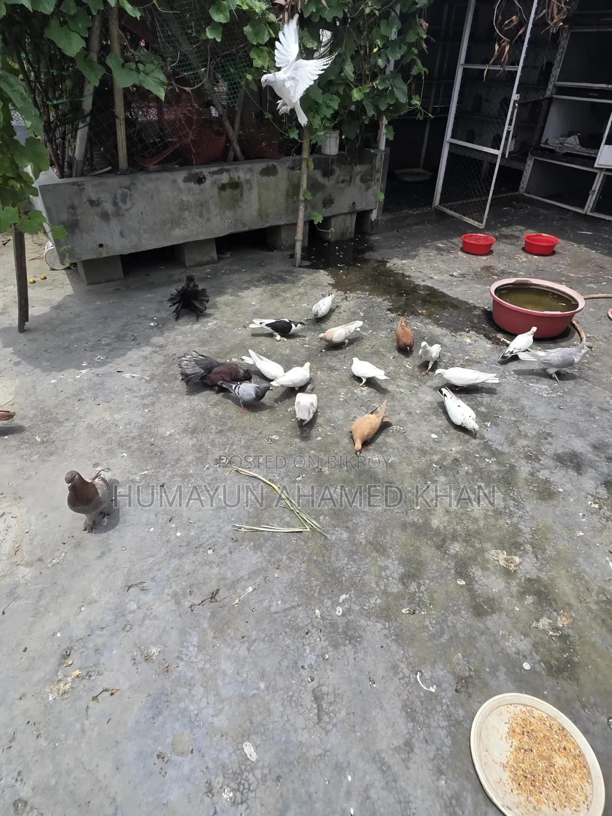কবুতরসহ সম্পূর্ণ সেটআপ
