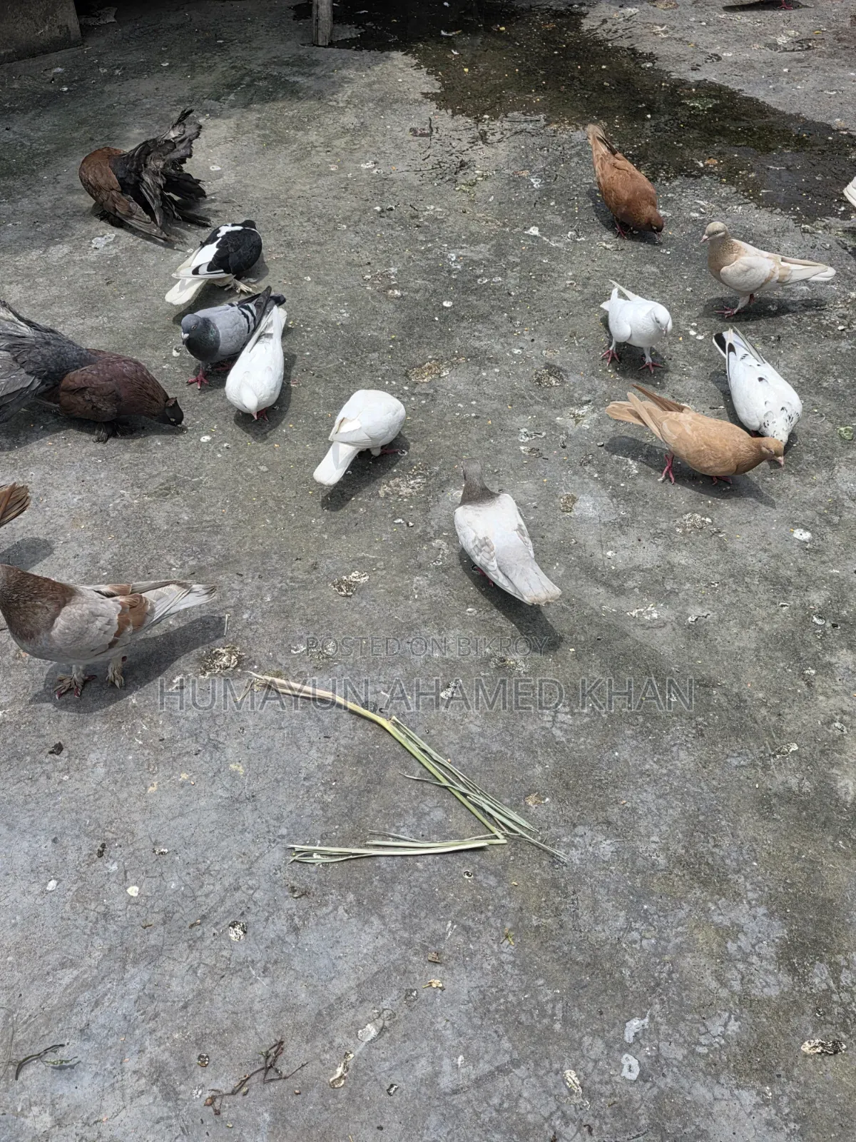 কবুতরসহ সম্পূর্ণ সেটআপ