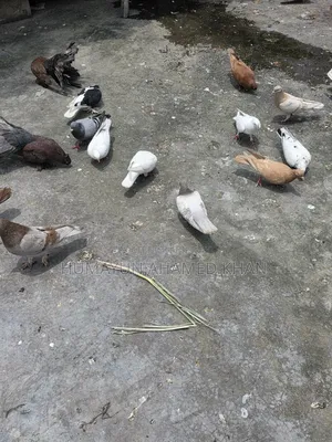 কবুতরসহ সম্পূর্ণ সেটআপ