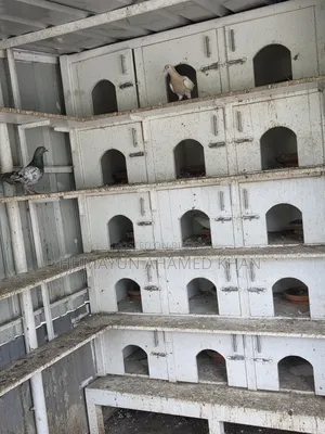কবুতরসহ সম্পূর্ণ সেটআপ
