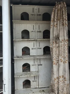 কবুতরসহ সম্পূর্ণ সেটআপ