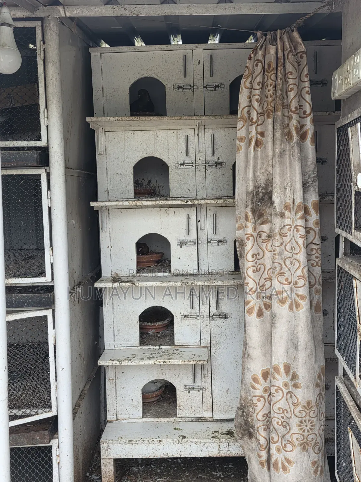 কবুতরসহ সম্পূর্ণ সেটআপ