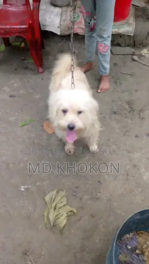 1+ year Male Mixed Breed Lowchen