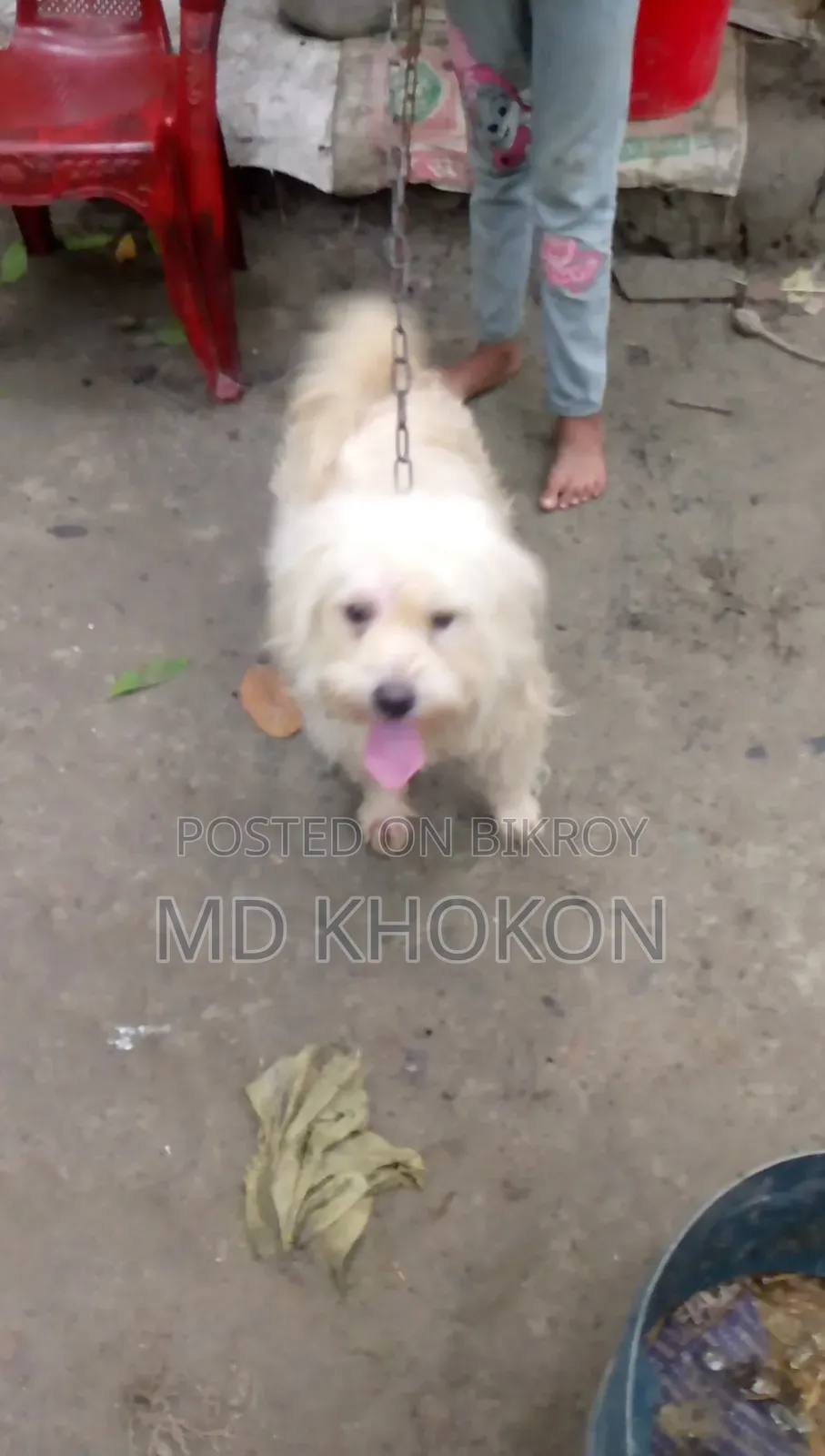 1+ year Male Mixed Breed Lowchen
