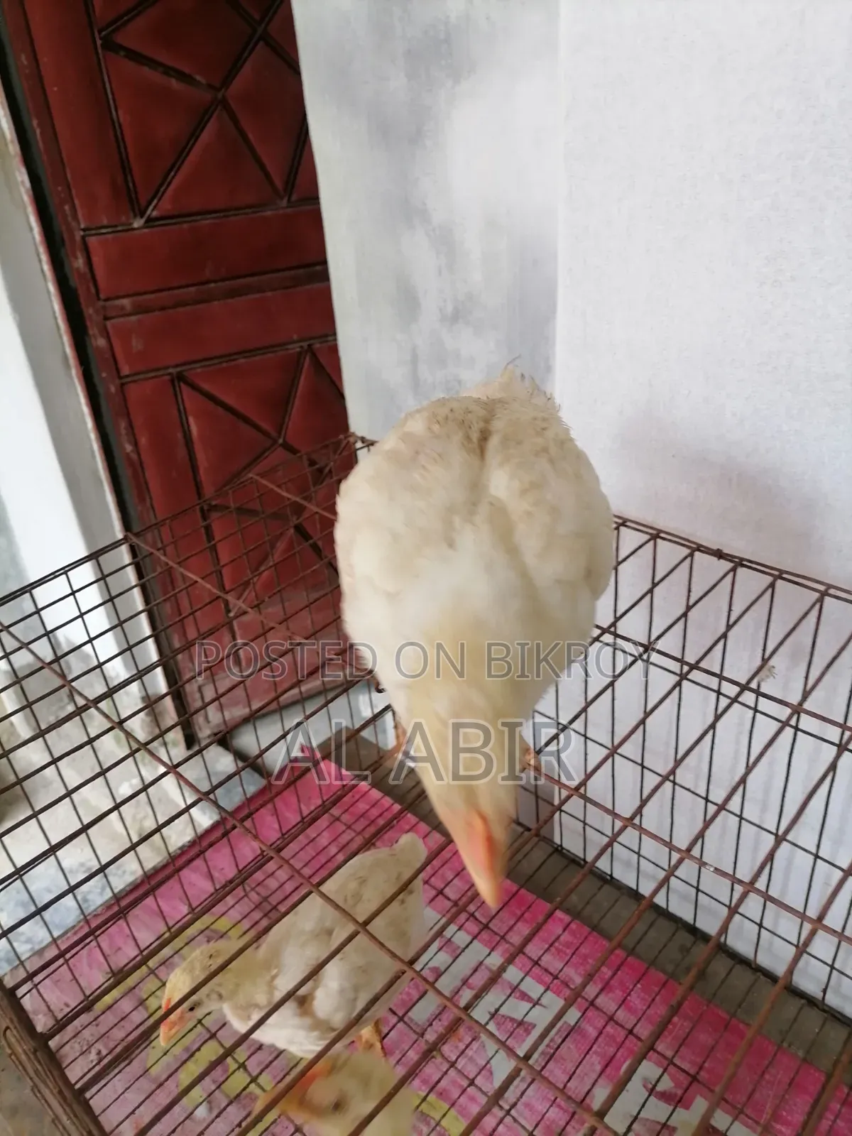 3 Broiler Chickens For Sale
