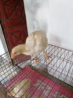 3 Broiler Chickens For Sale