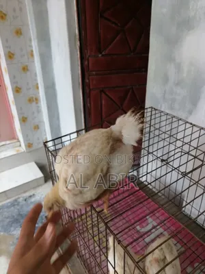 3 Broiler Chickens For Sale