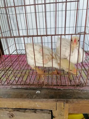 3 Broiler Chickens For Sale