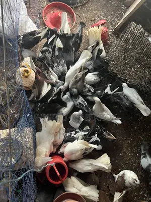 দেশি গোল্লা গিরিবাজ