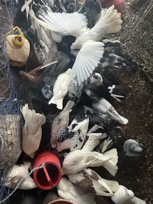 দেশি গোল্লা গিরিবাজ