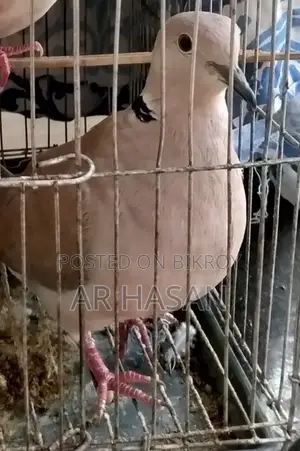 একটি নর ঘুঘু বিক্রি হবে