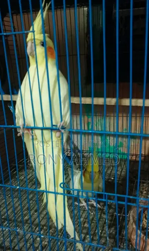 কোকাটেল রানিং জোড়া