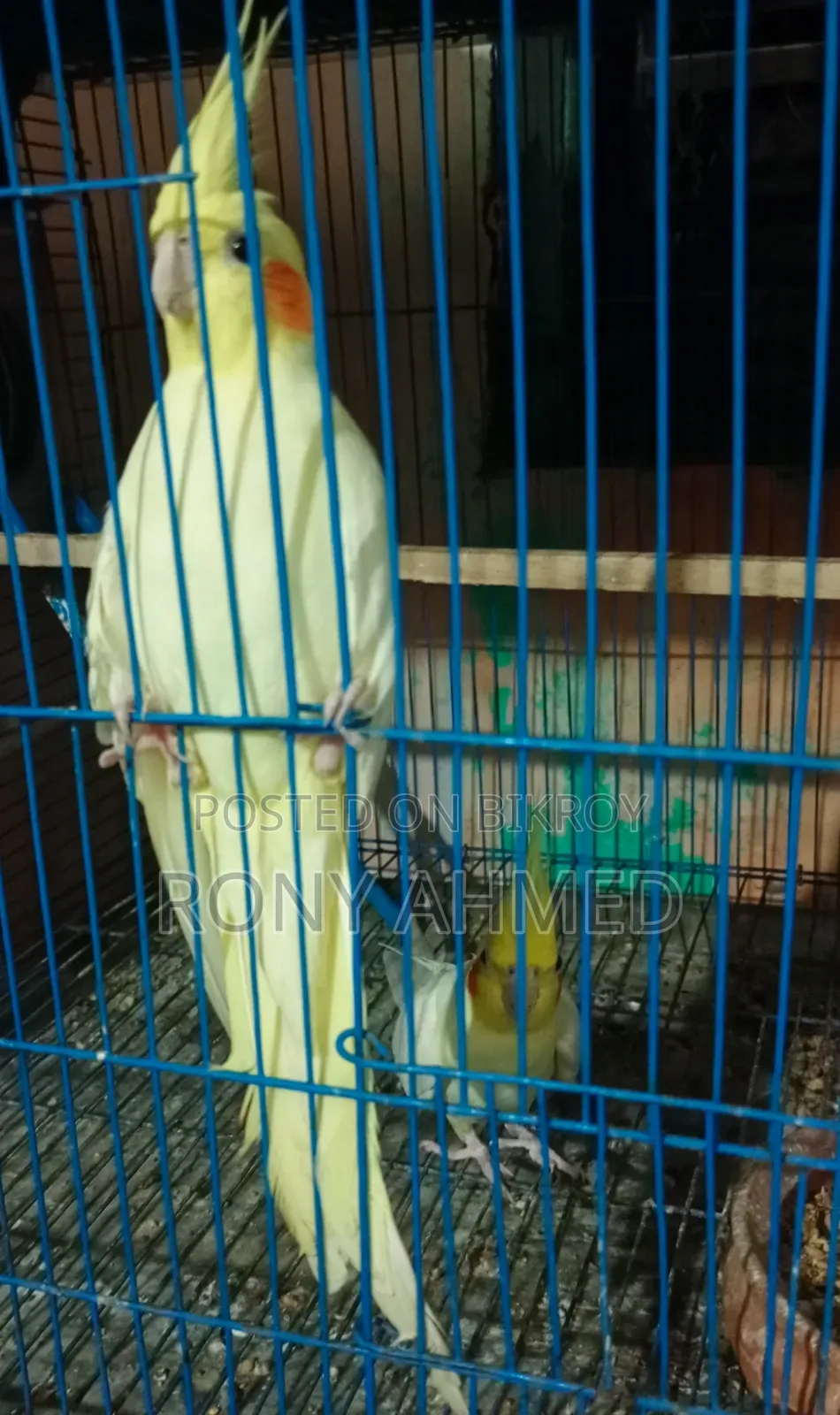 কোকাটেল রানিং জোড়া