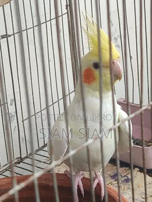 German Cockatiel Female