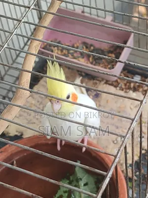 German Cockatiel Female