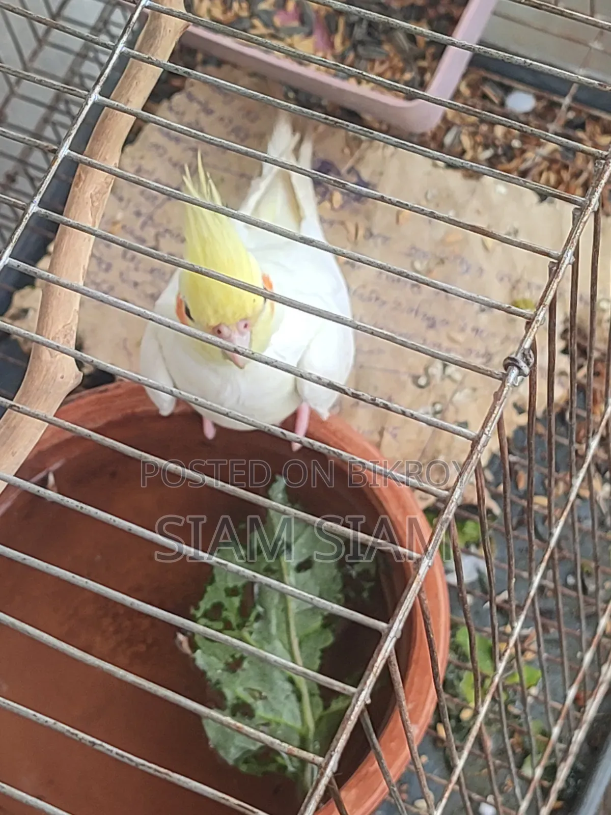 German Cockatiel Female