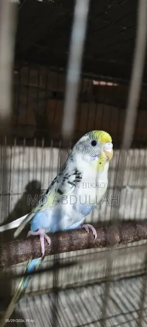 Budgerigar Bird