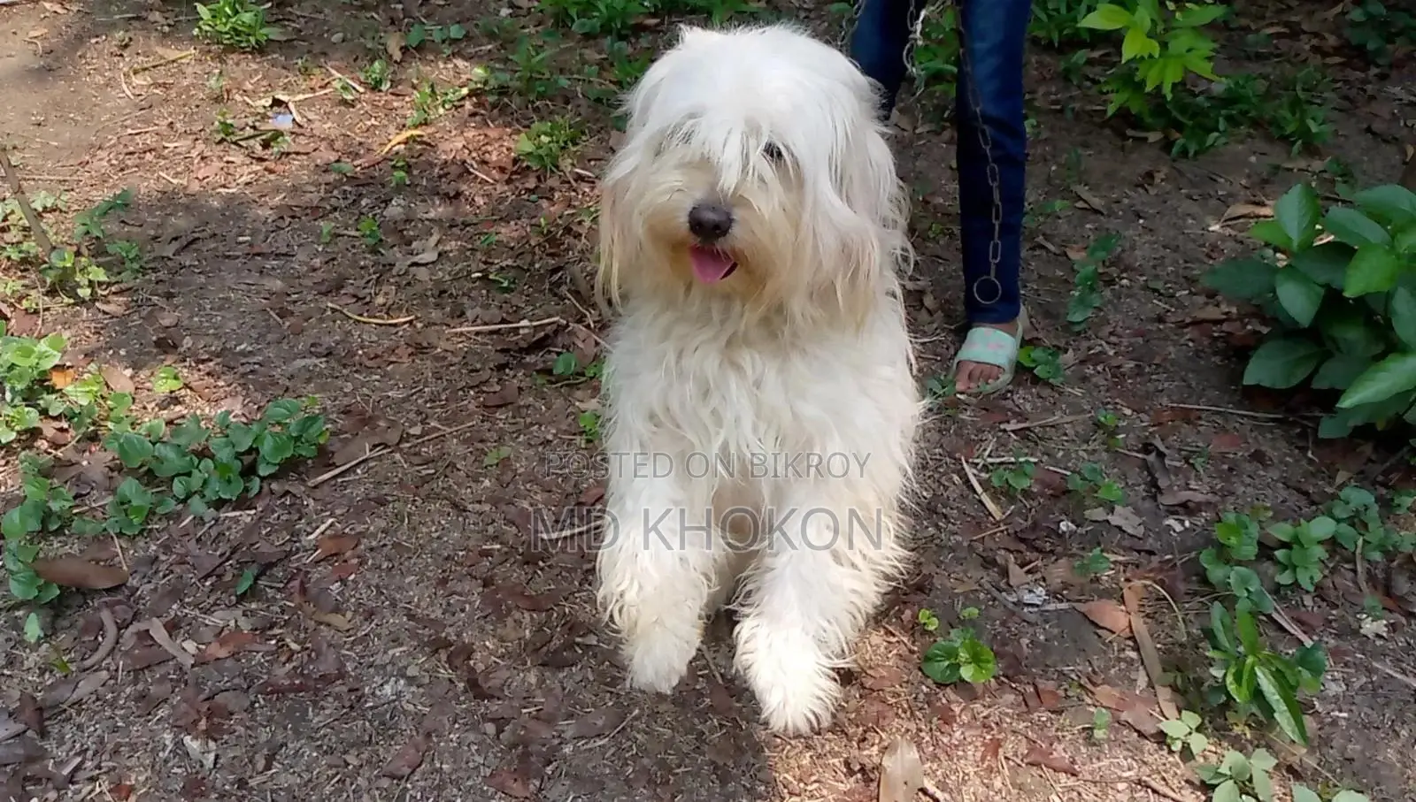 1+ year Male Mixed Breed Lowchen