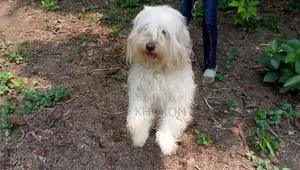 1+ year Male Mixed Breed Lowchen