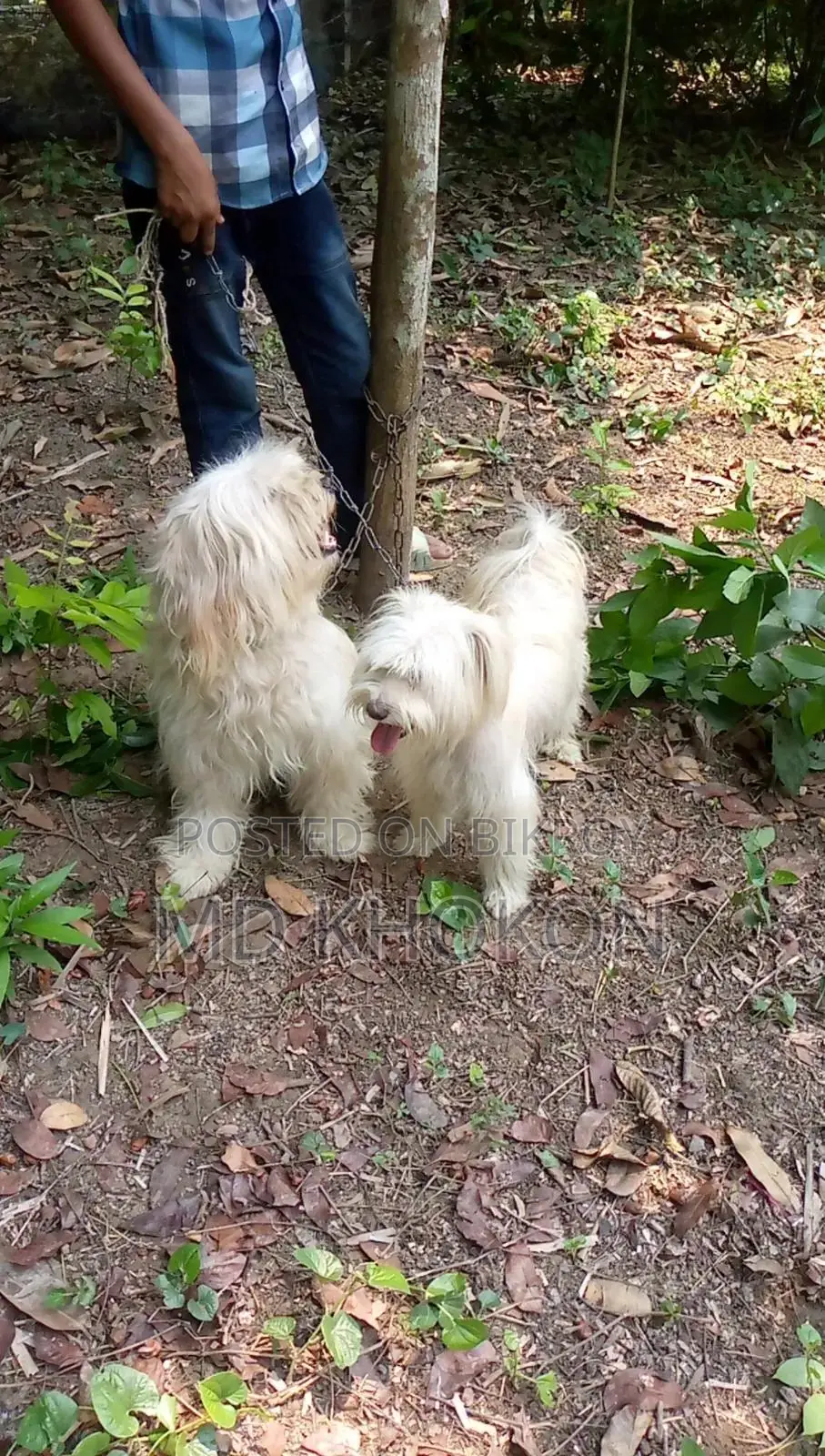 1+ year Male Mixed Breed Lowchen