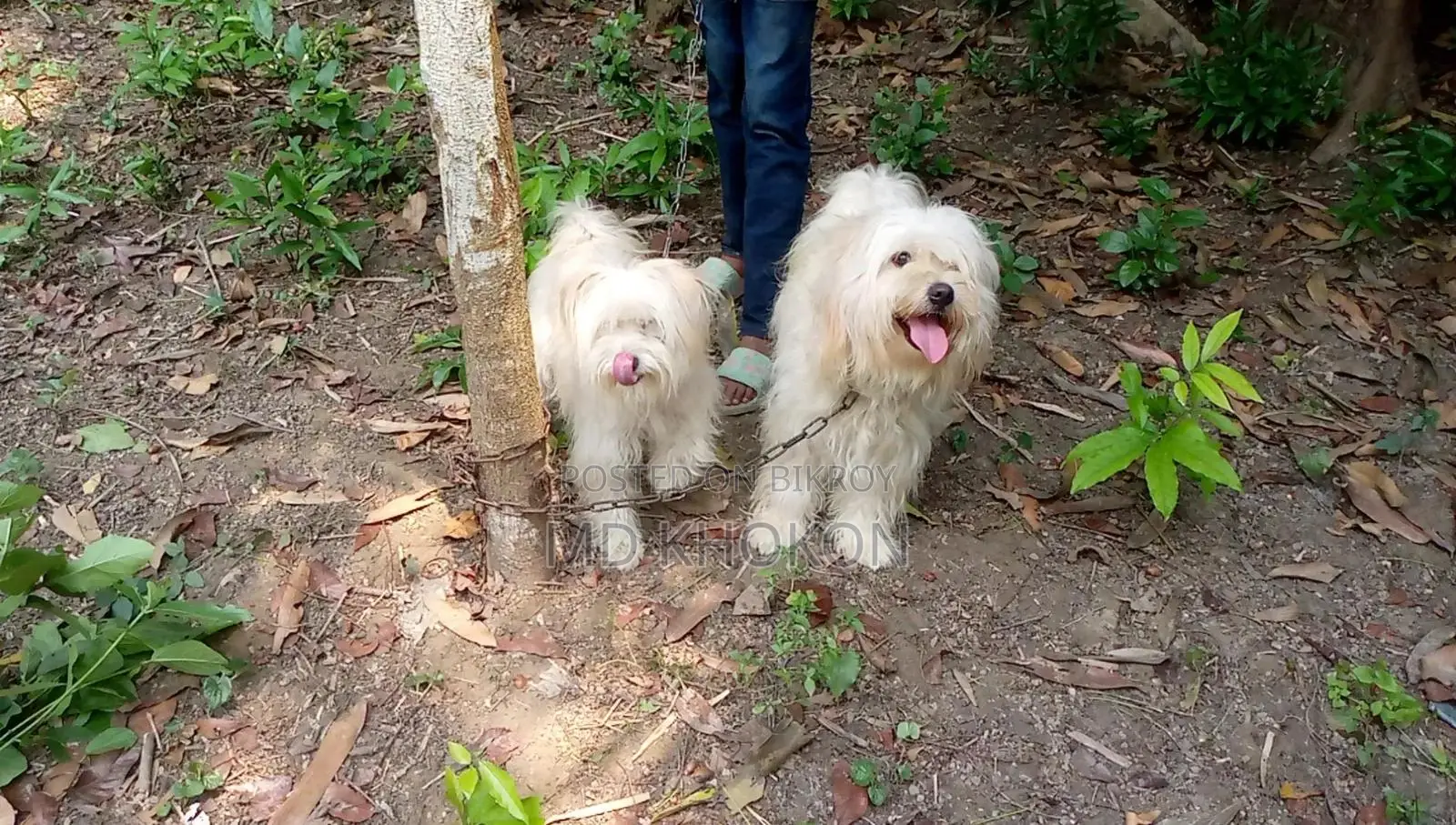 1+ year Male Mixed Breed Lowchen
