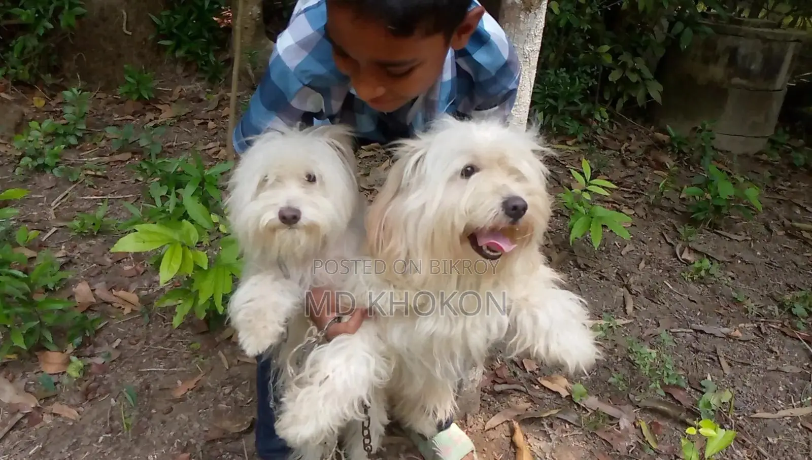 1+ year Male Mixed Breed Lowchen
