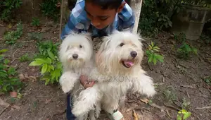 1+ year Male Mixed Breed Lowchen