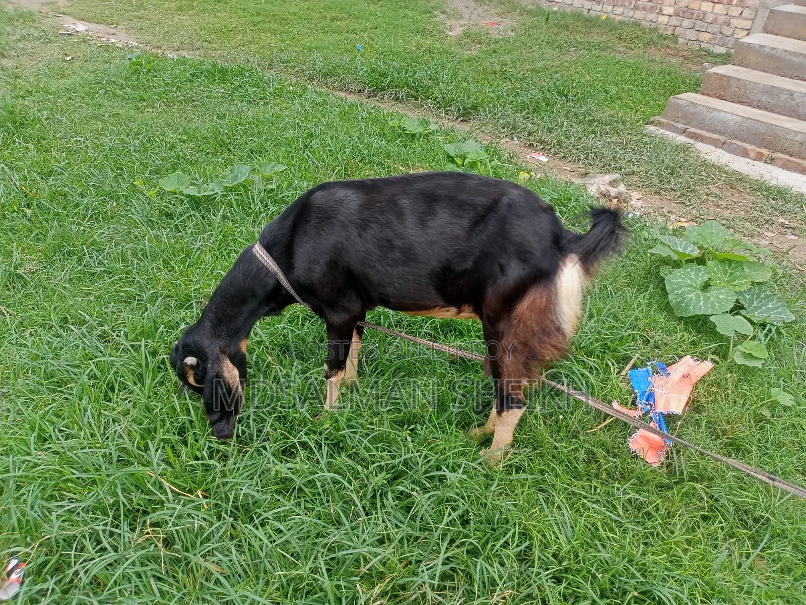 A Beautiful Haryana Cross Goat