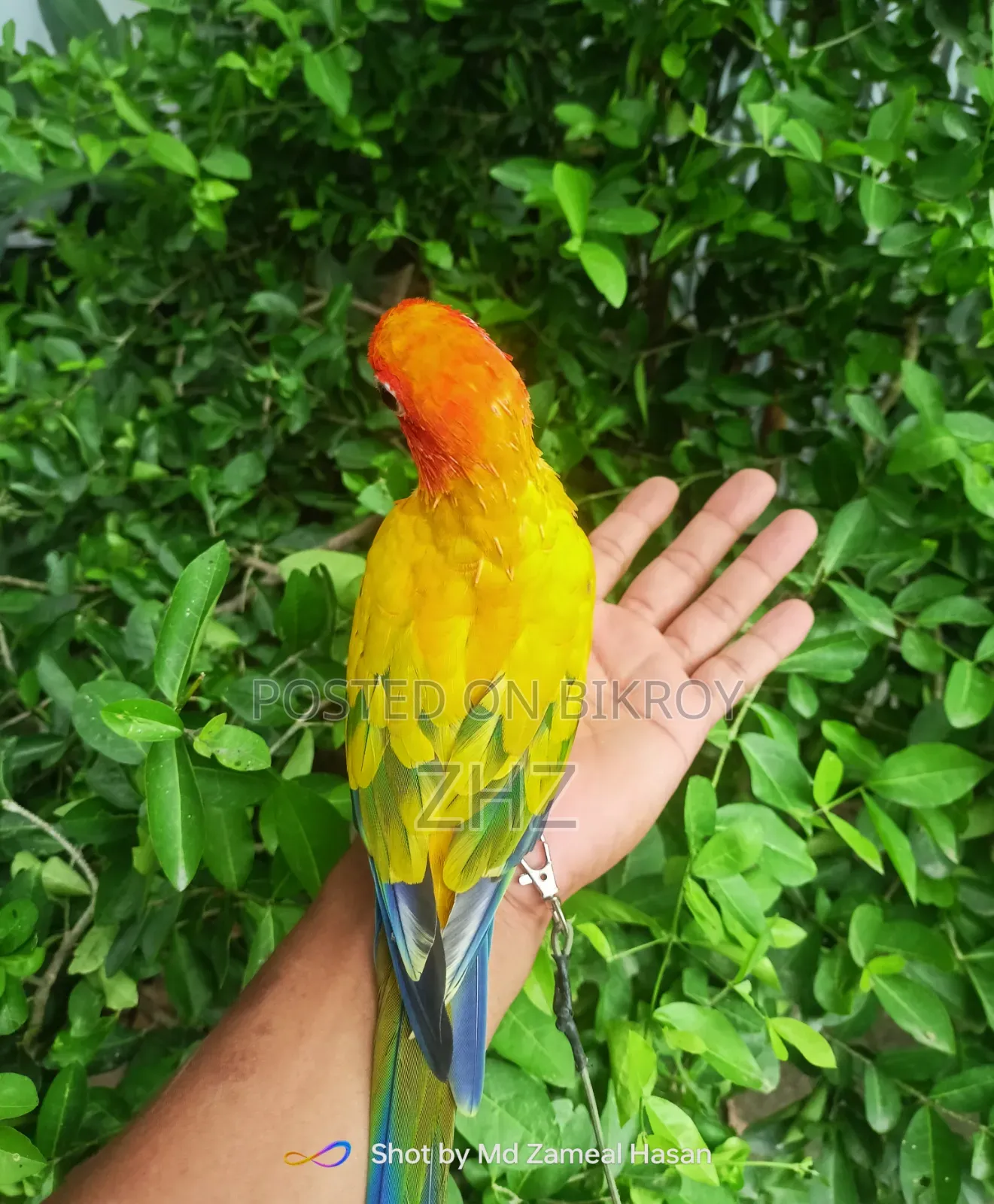 Super Tame Sun Conure