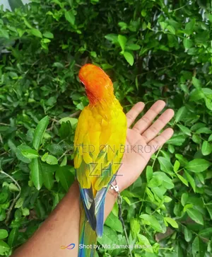 Super Tame Sun Conure
