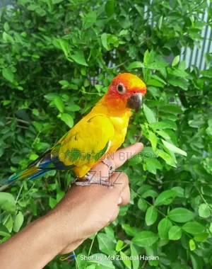 Super Tame Sun Conure