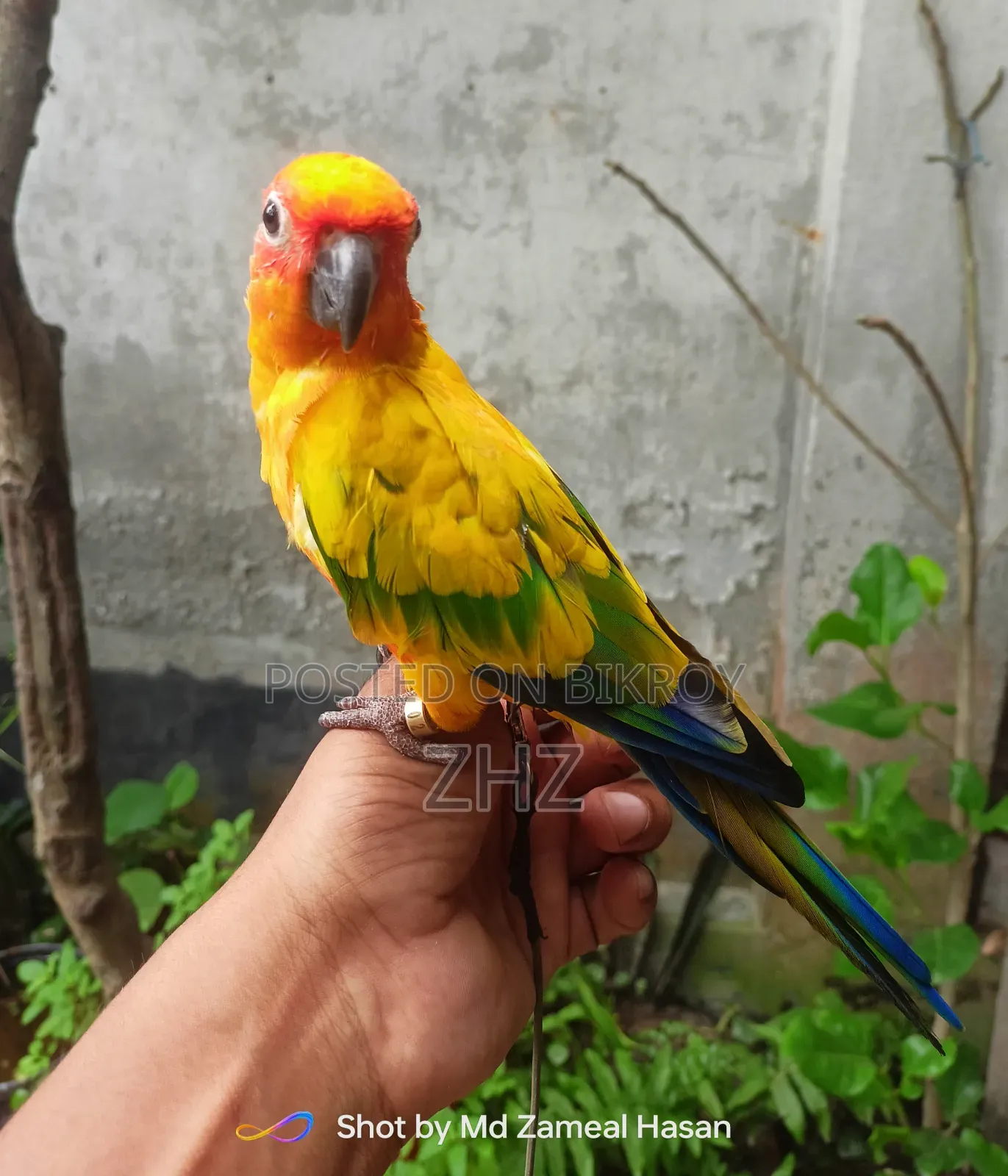 Super Tame Sun Conure