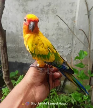Super Tame Sun Conure