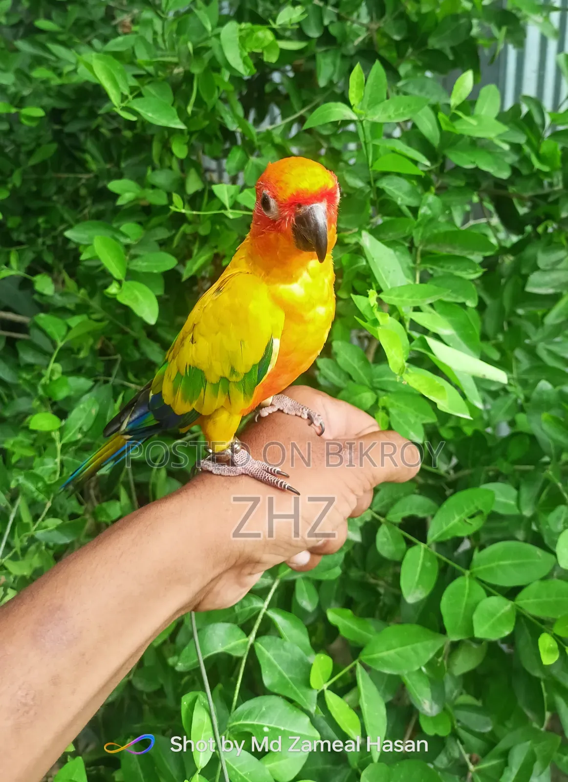 Super Tame Sun Conure