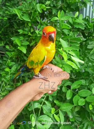 Super Tame Sun Conure