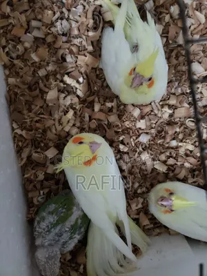 Tame Baby Bird