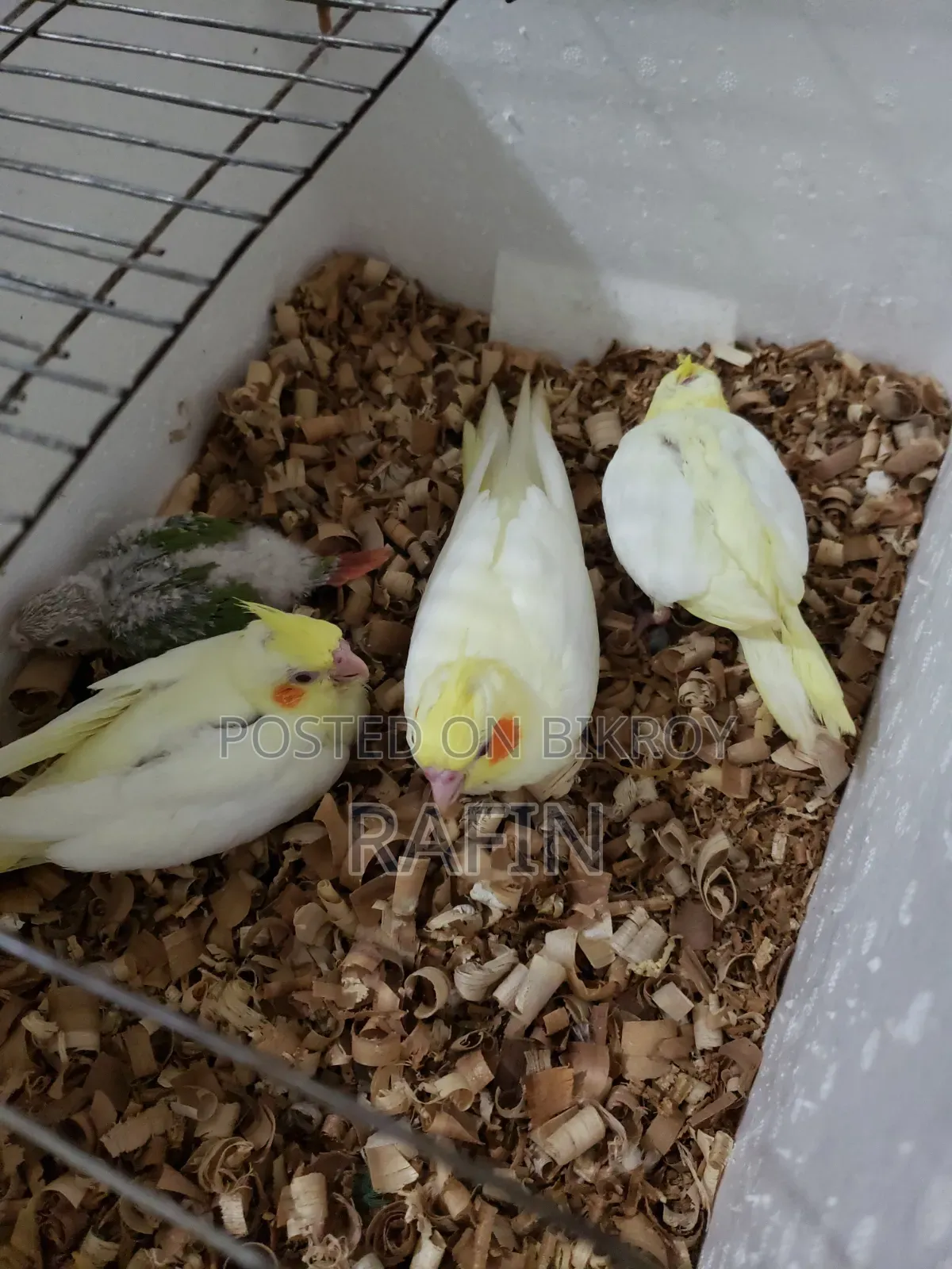 Tame Baby Bird