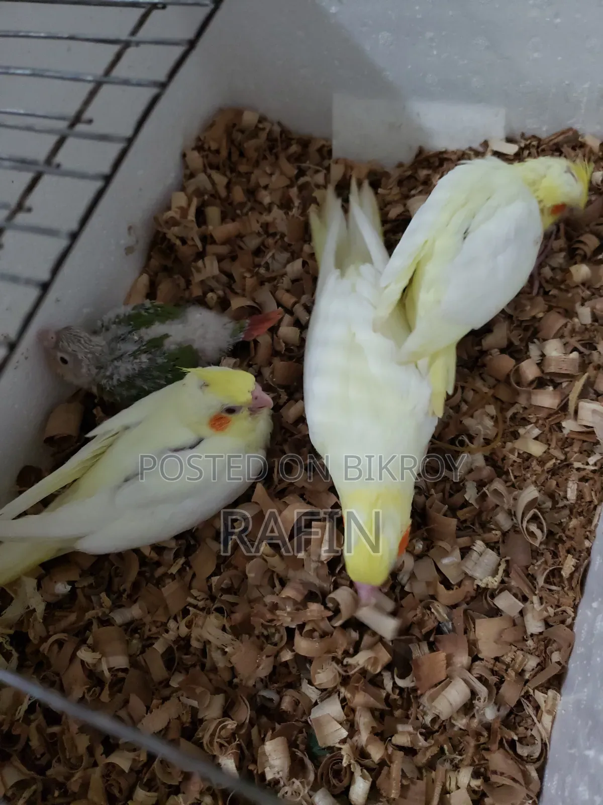 Tame Baby Bird