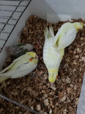 Tame Baby Bird