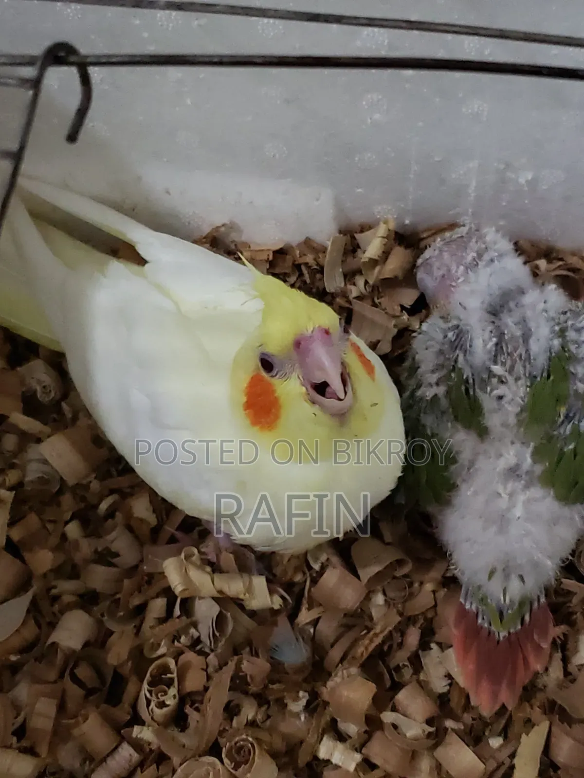 Tame Baby Bird