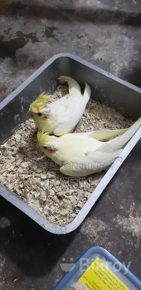 Tame Baby Bird