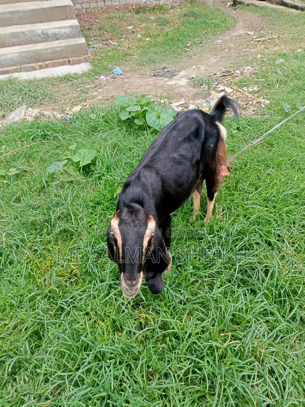 A Beautiful Haryana Cross Goat