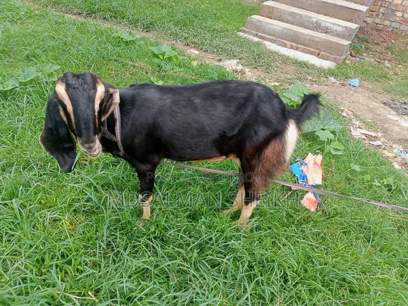 A Beautiful Haryana Cross Goat